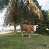 55 Happy bay saint martin